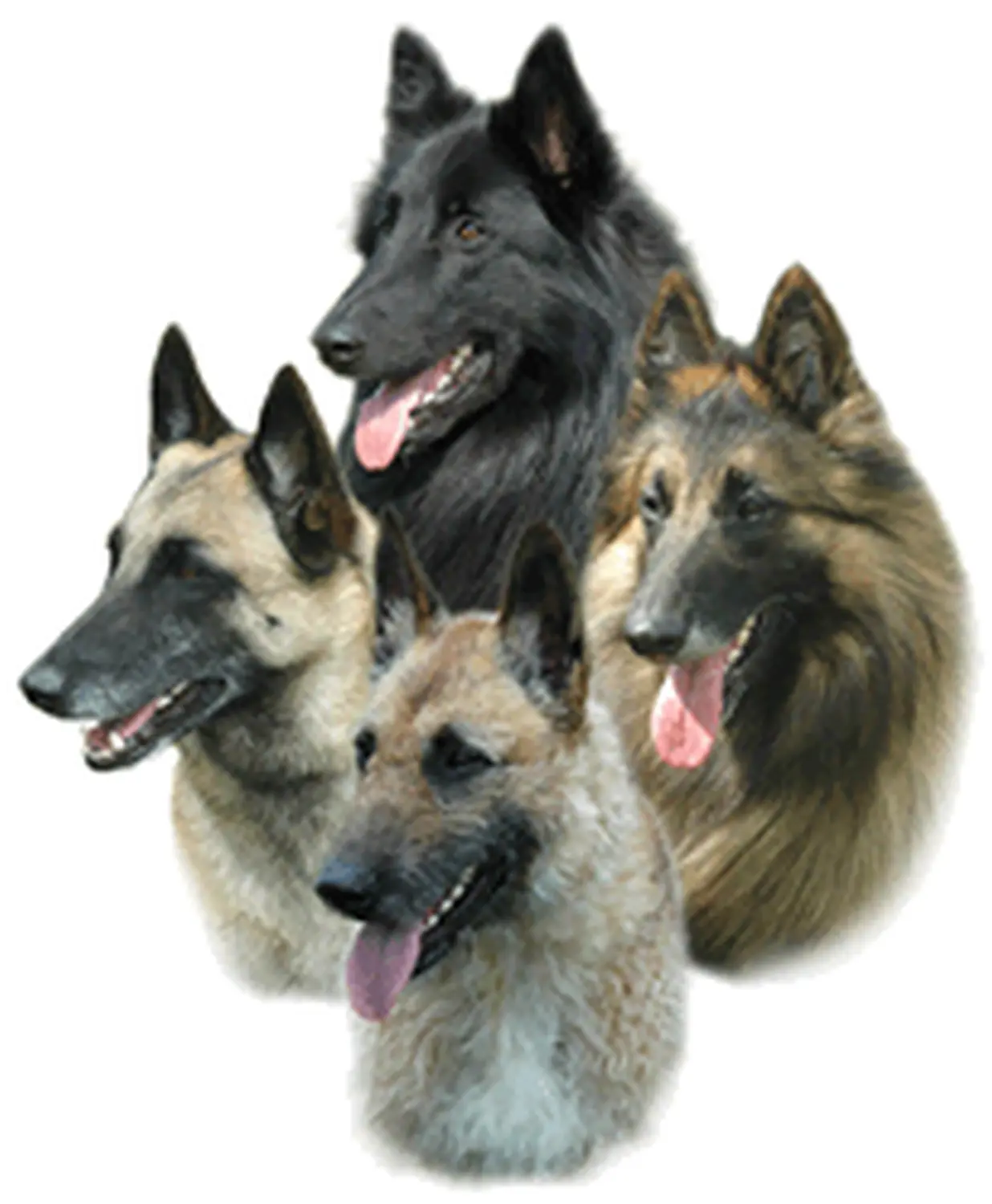 Malinois de la Frisone Liberte - Hundezucht - bsd logo