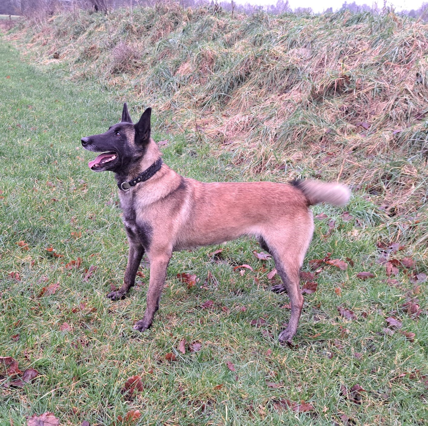 Malinois de la Frisone Liberte - Hundezucht - Josy Dog
