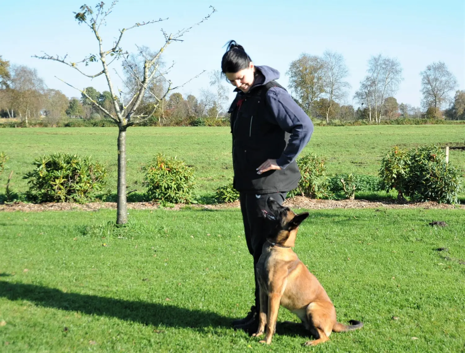 Malinois de la Frisone Liberte - Hundezucht - Hund spielt im Grünen
