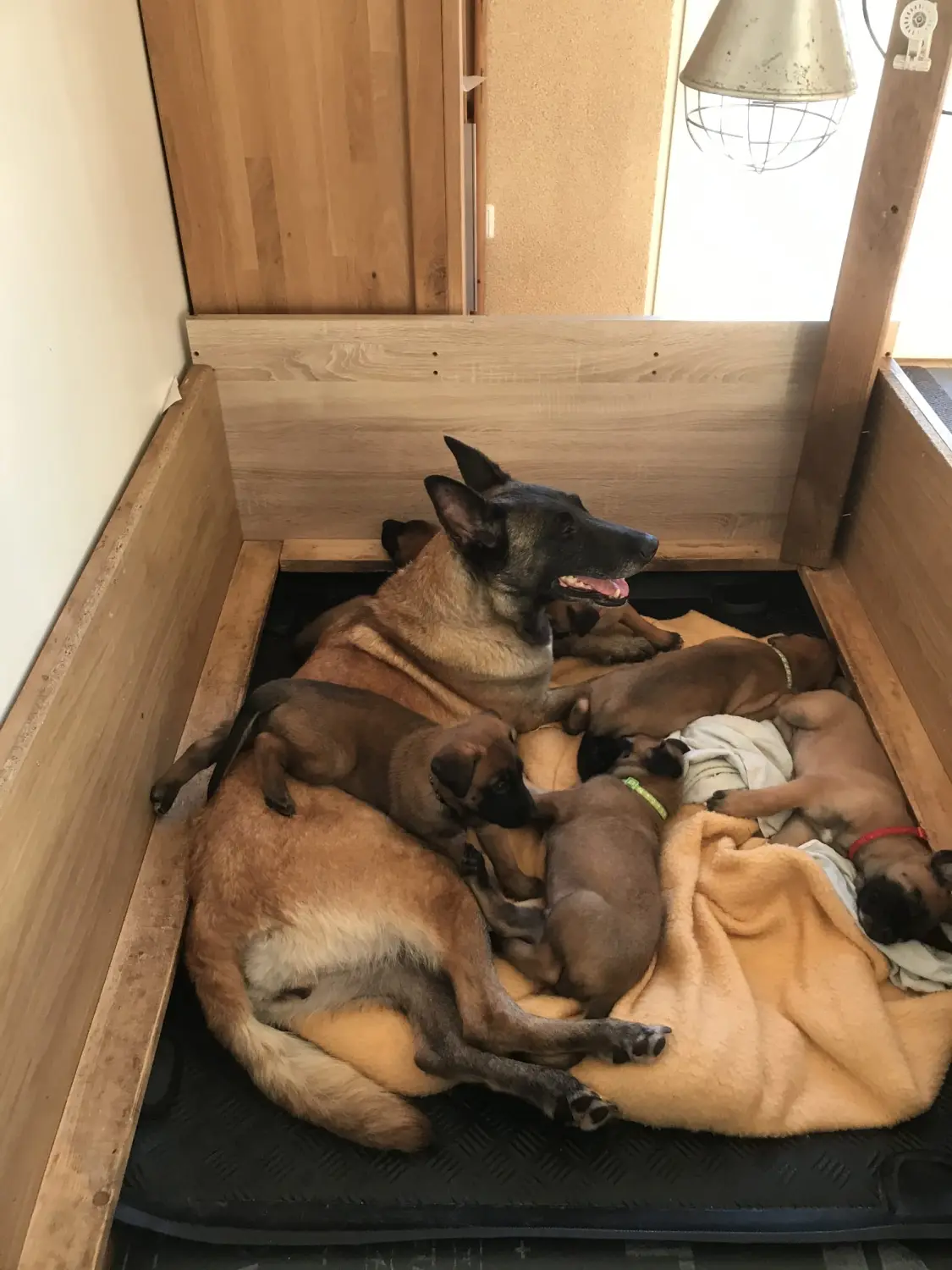 Malinois de la Frisone Liberte - Hundezucht - Welpen