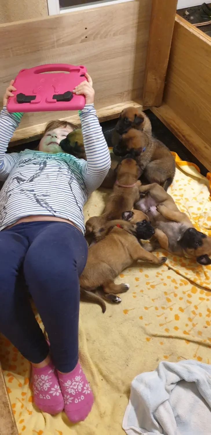 Malinois de la Frisone Liberte - Hundezucht - Welpen