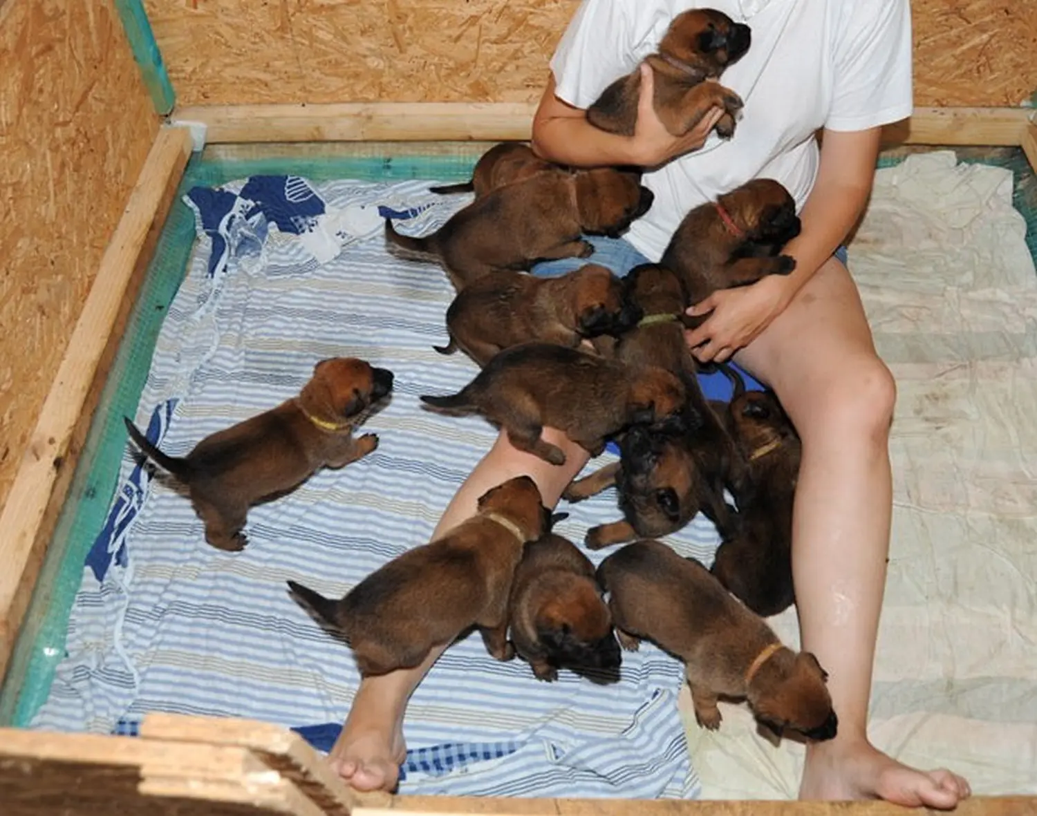 Malinois de la Frisone Liberte - Hundezucht - Welpen