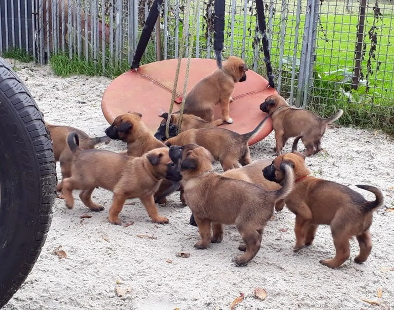 Malinois de la Frisone Liberte - Hundezucht - Welpen