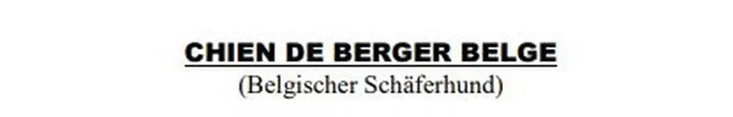 Malinois de la Frisone Liberte - Hundezucht - chien de berger belge