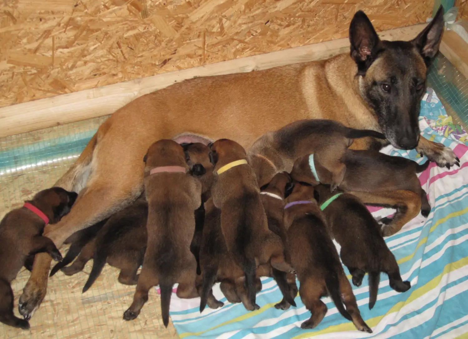 Malinois de la Frisone Liberte - Hundezucht - Hunde