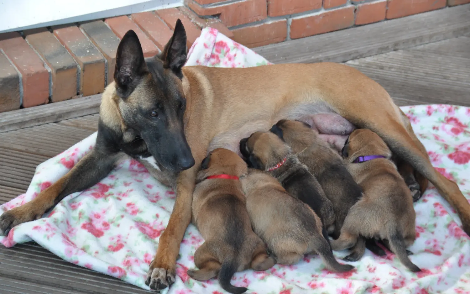 Malinois de la Frisone Liberte - Hundezucht - Hunde