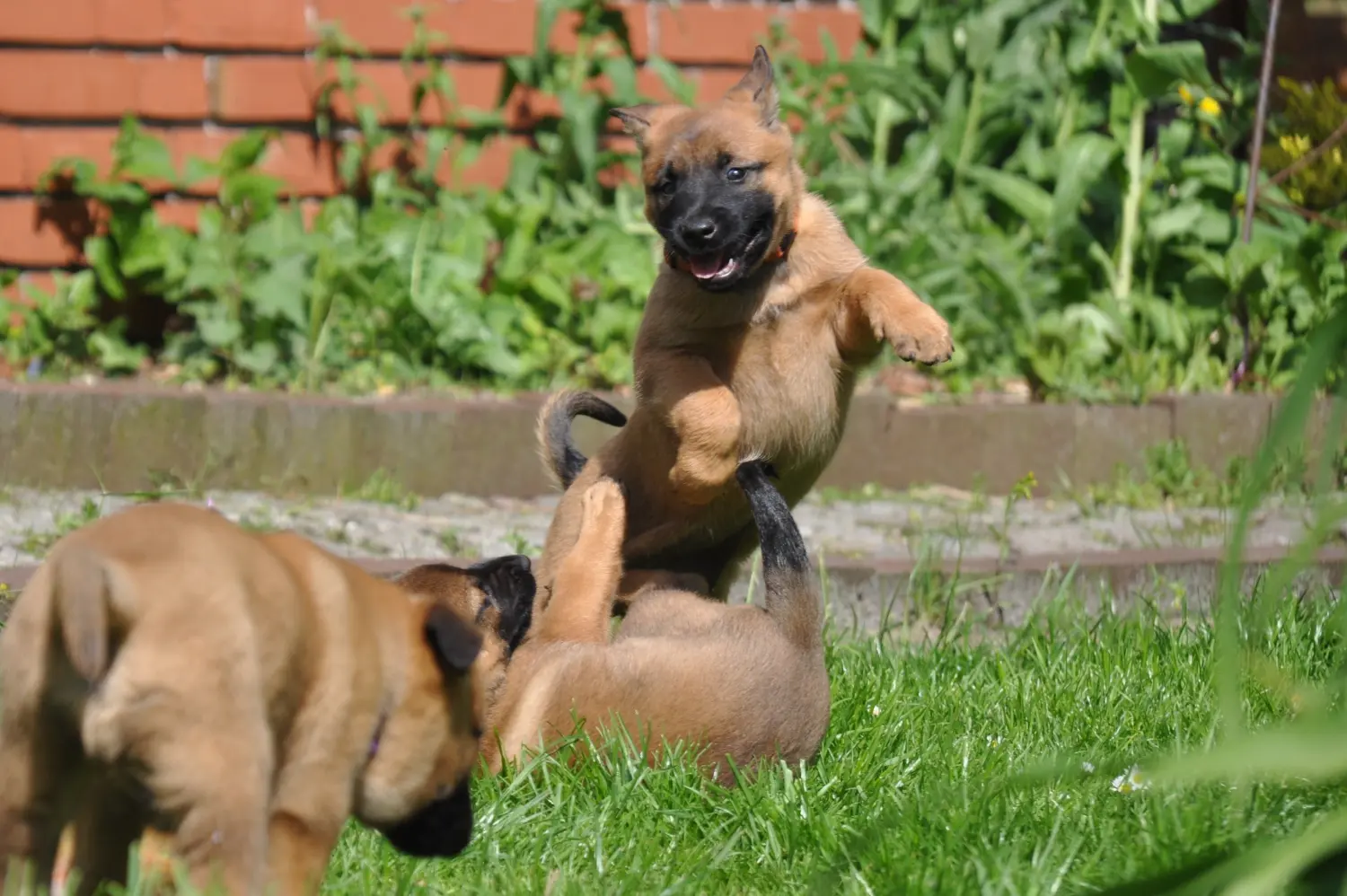 Malinois de la Frisone Liberte - Hundezucht - Hunde