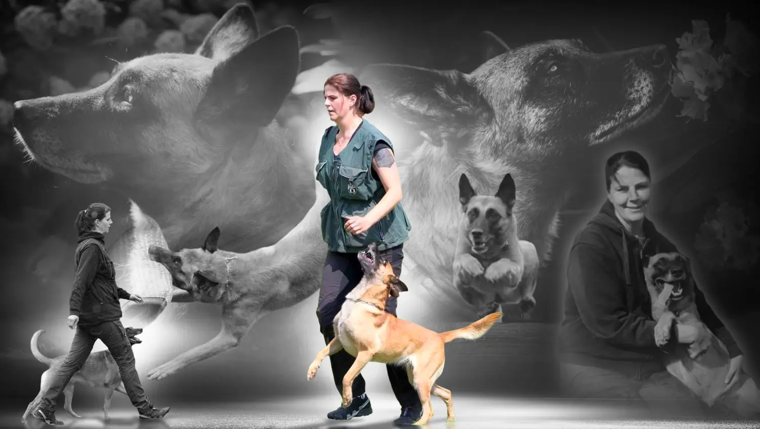 Malinois de la Frisone Liberte - Hundezucht - Hunde