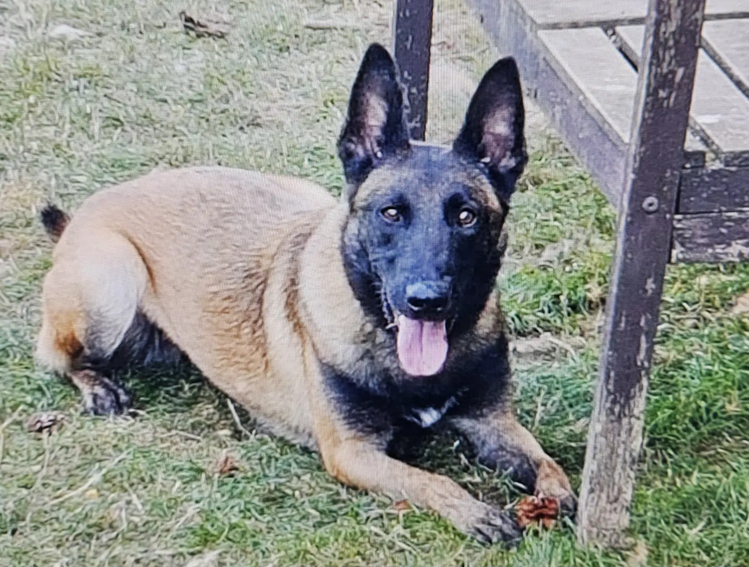Malinois de la Frisone Liberte - Hundezucht - Hund spielt im Grünen