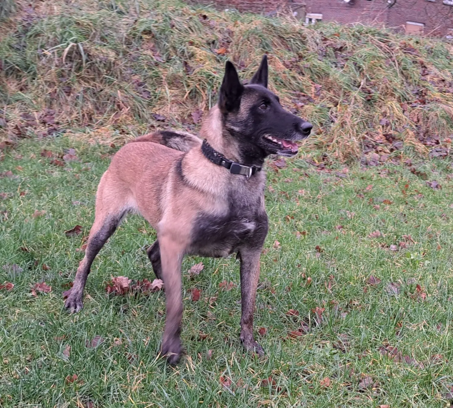 Malinois de la Frisone Liberte - Hundezucht - Hund spielt im Grünen