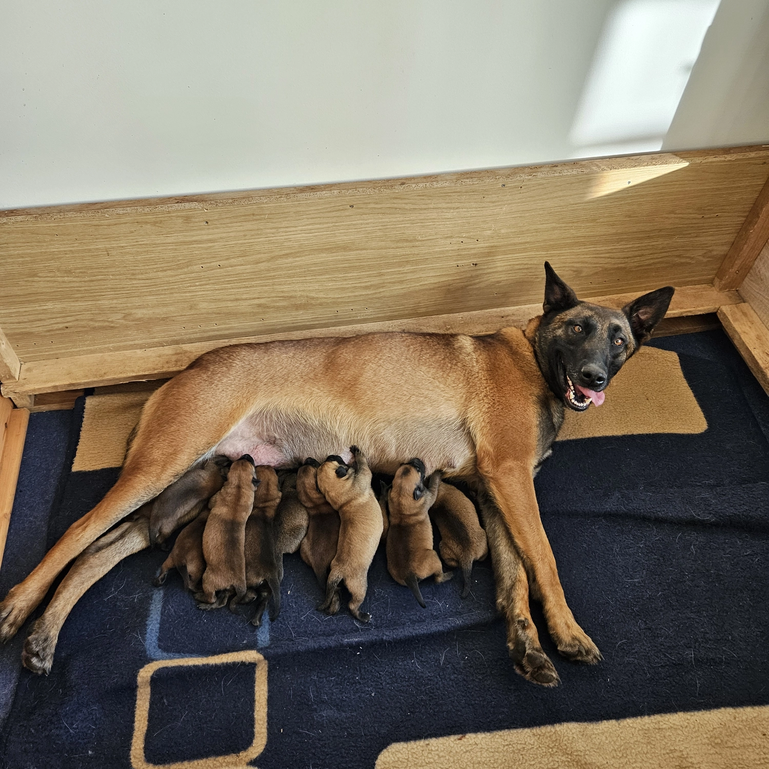 Malinois de la Frisone Liberte - Hundezucht - Hund mit Welpen