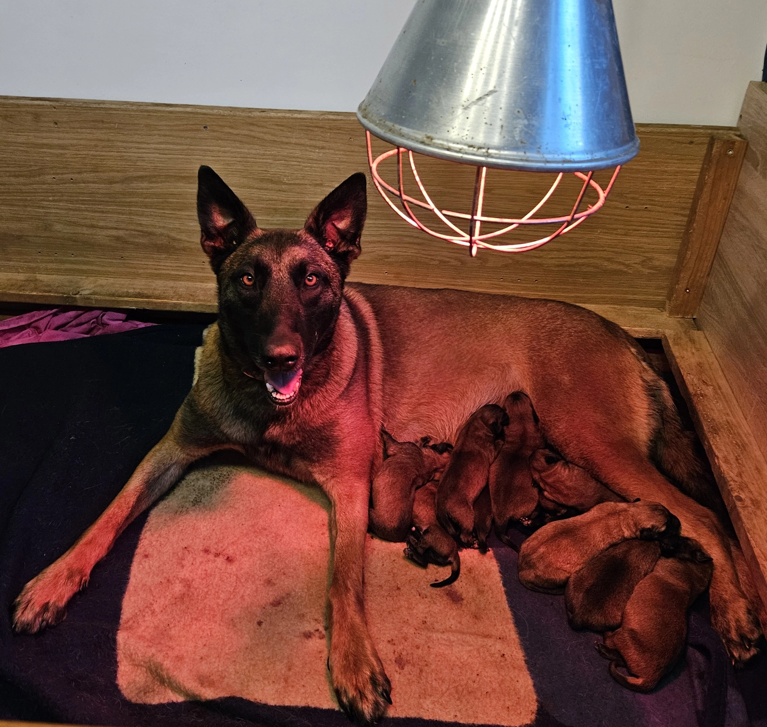 Malinois de la Frisone Liberte - Hundezucht - Welpen