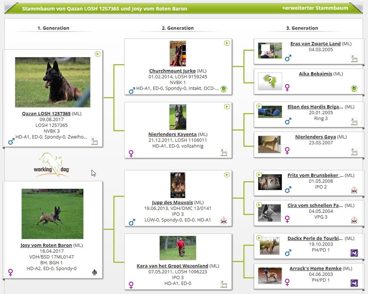 Malinois de la Frisone Liberte - Hundezucht - Hundeprofil