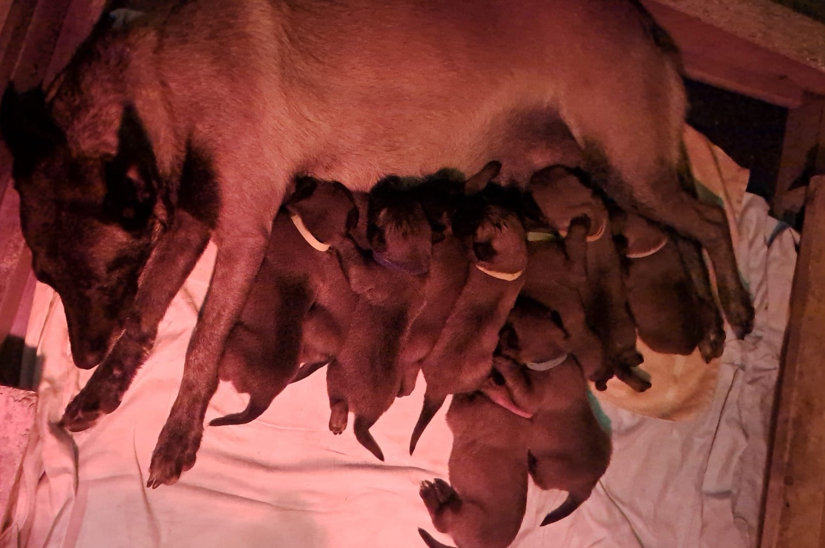 Malinois de la Frisone Liberte - Hundezucht - Welpen