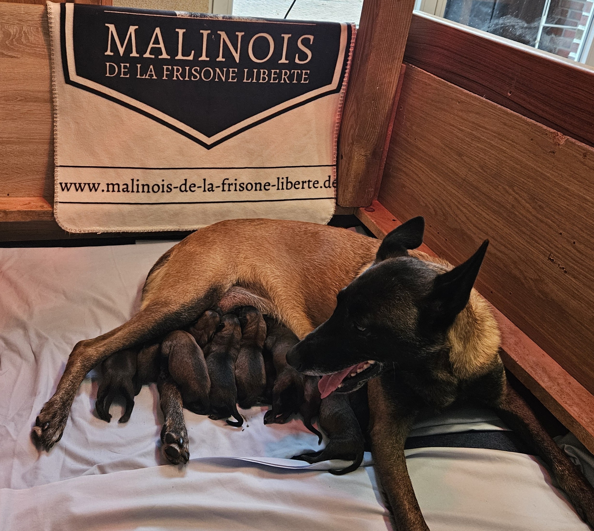 Malinois de la Frisone Liberte - Hundezucht - Welpen