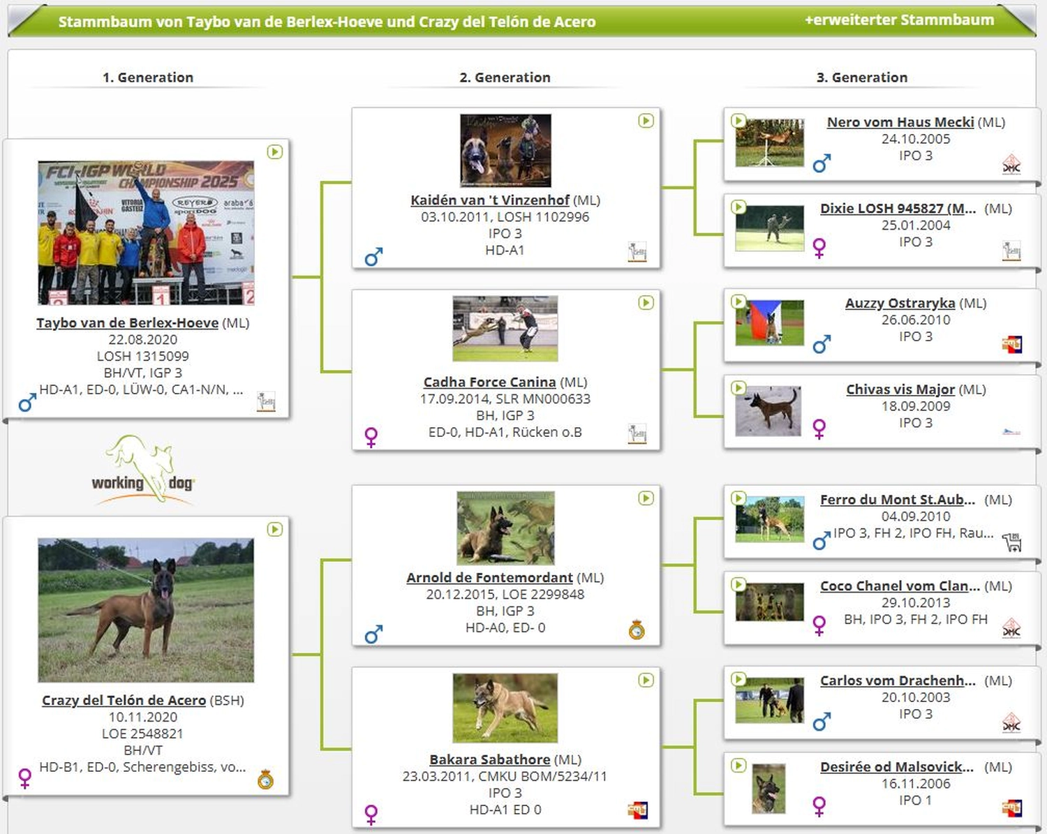 Malinois de la Frisone Liberte - Hundezucht - Hundeprofil