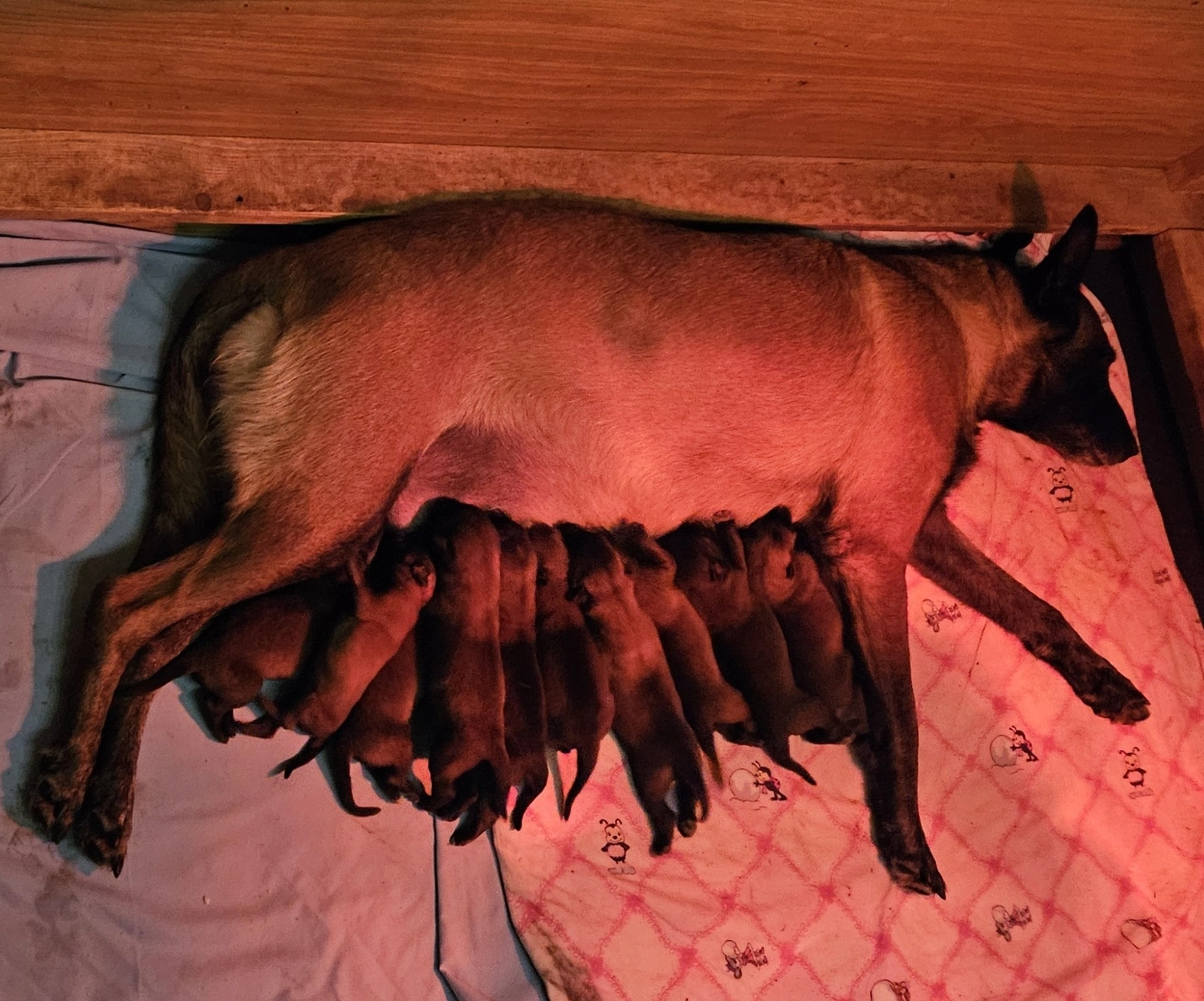 Malinois de la Frisone Liberte - Hundezucht - Josy Dog