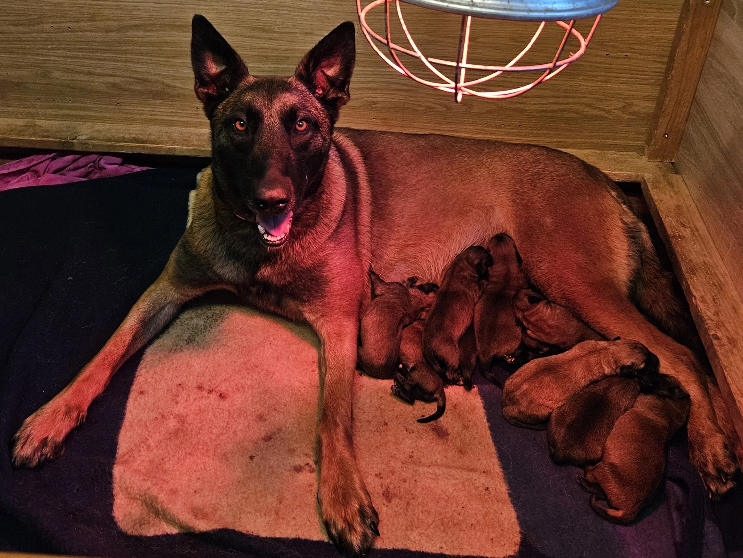 Malinois de la Frisone Liberte - Hundezucht - Crazy Dog