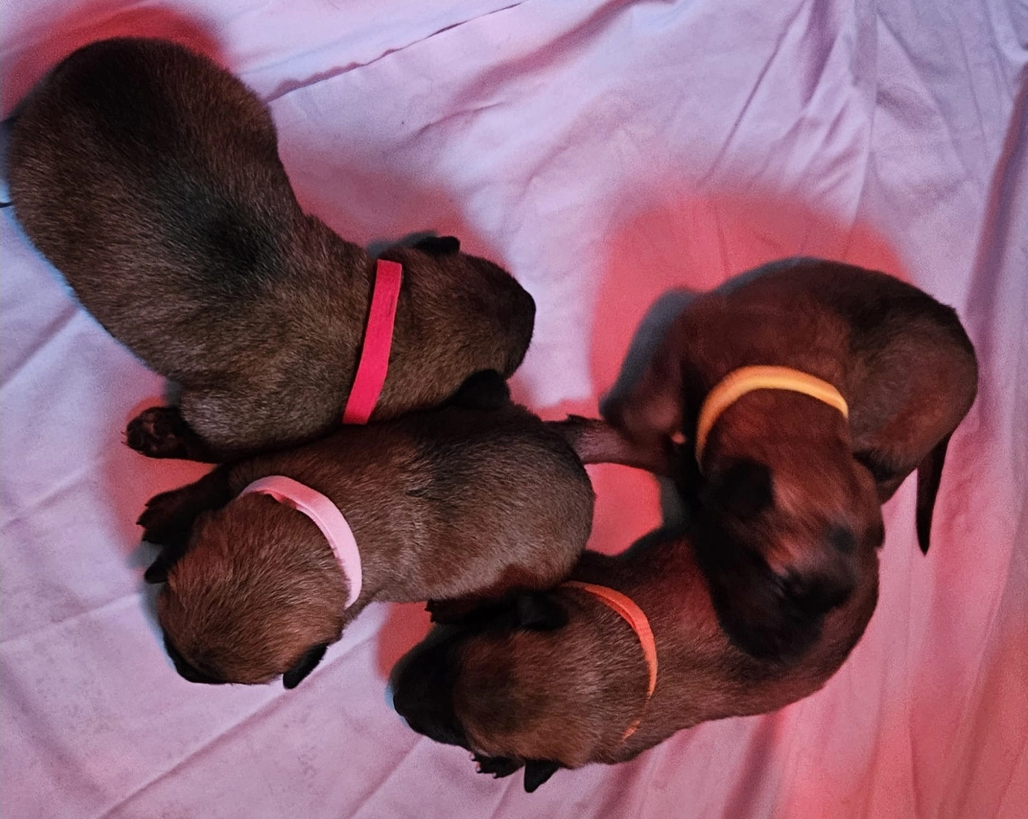 Malinois de la Frisone Liberte - Hundezucht - Welpen