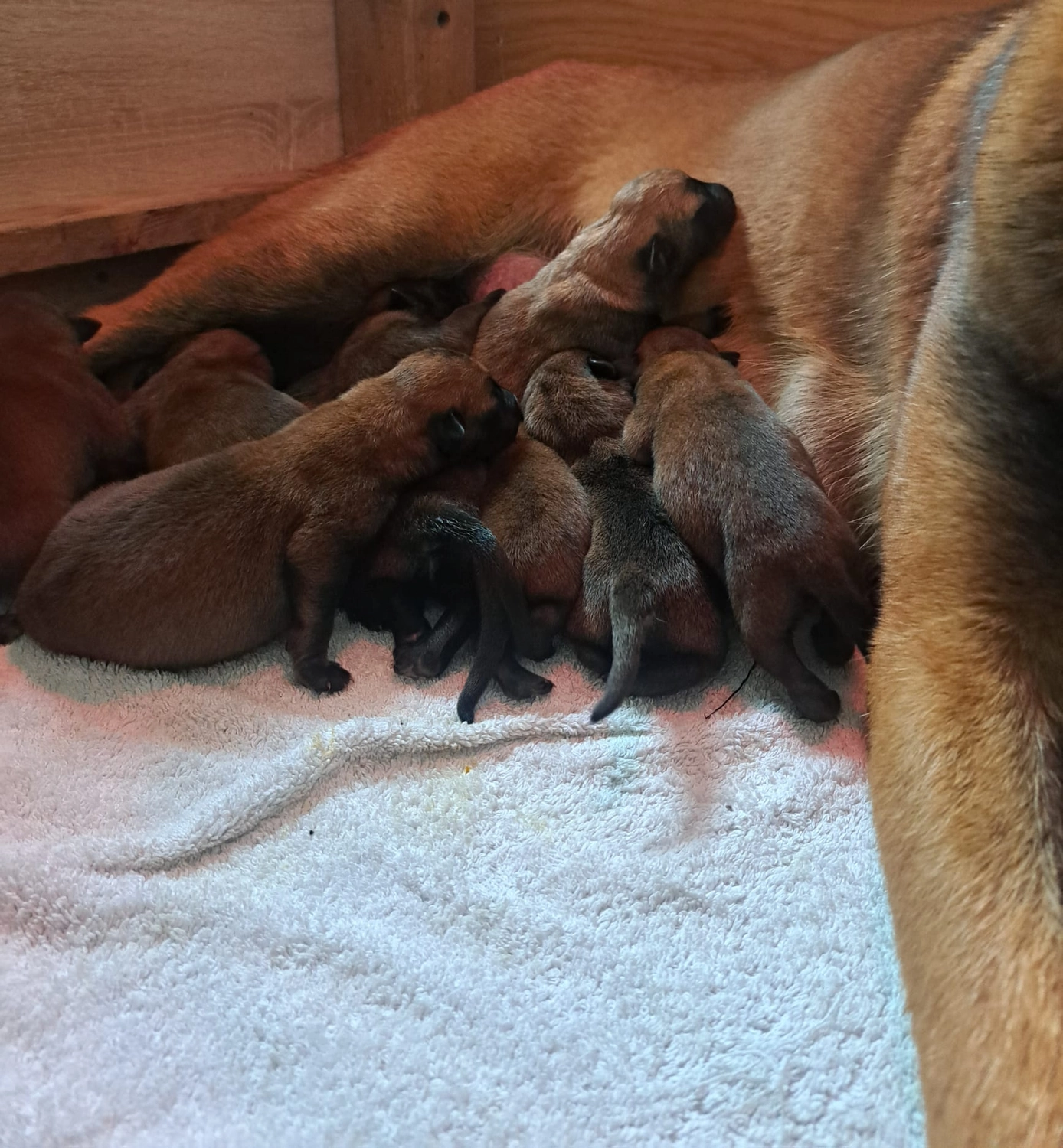 Malinois de la Frisone Liberte - Hundezucht - Welpen