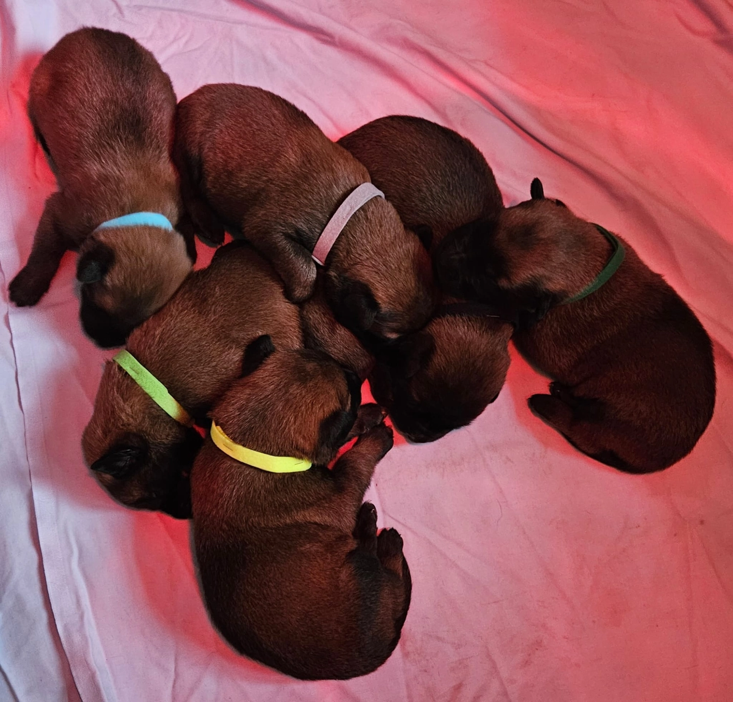 Malinois de la Frisone Liberte - Hundezucht - Welpen