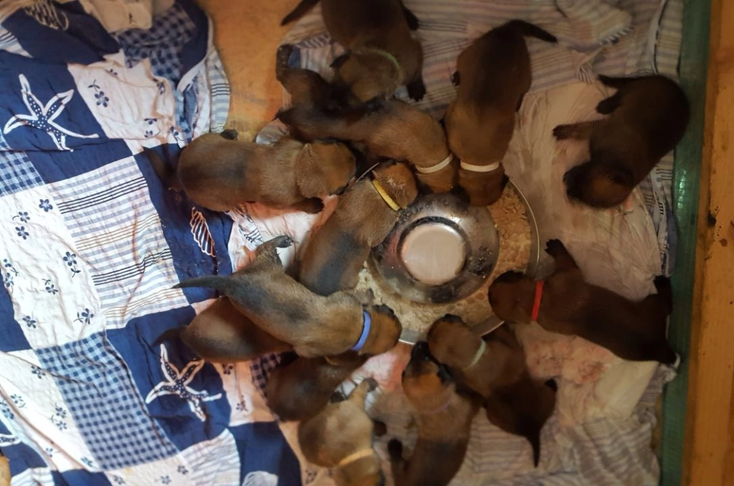 Malinois de la Frisone Liberte - Hundezucht - Welpen