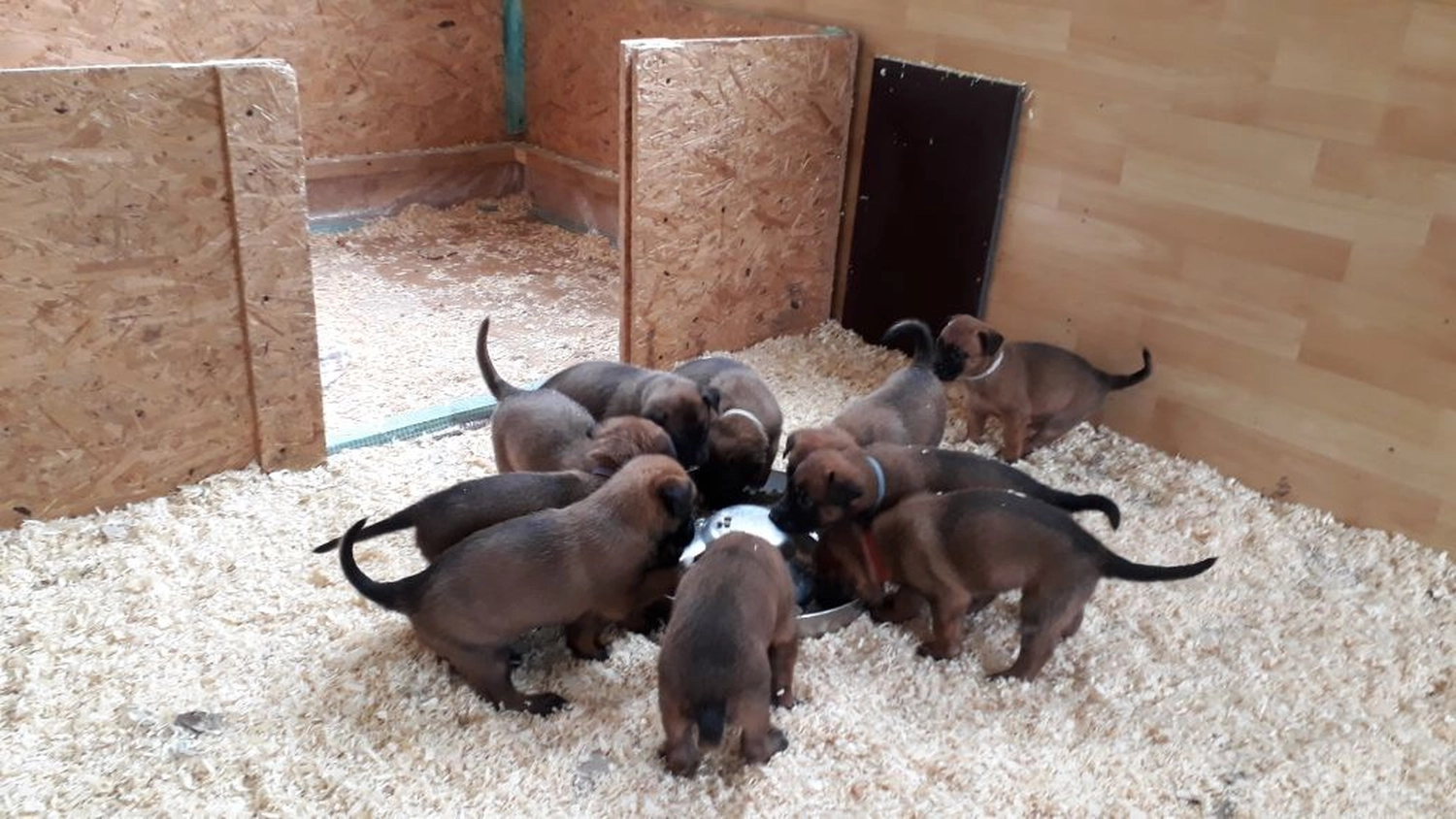 Malinois de la Frisone Liberte - Hundezucht - Welpen