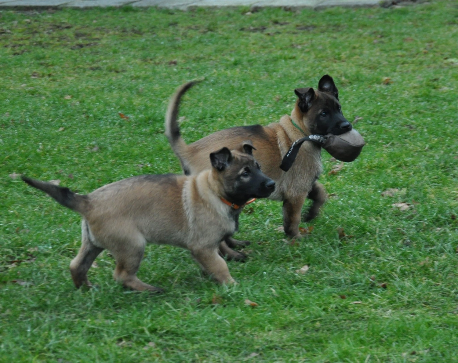 Malinois de la Frisone Liberte - Hundezucht - Welpen
