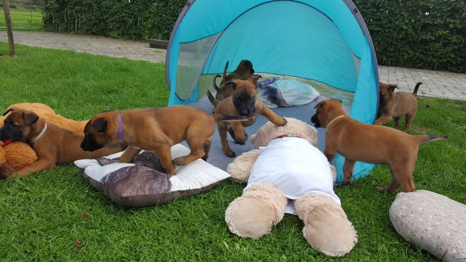 Malinois de la Frisone Liberte - Hundezucht - Welpen