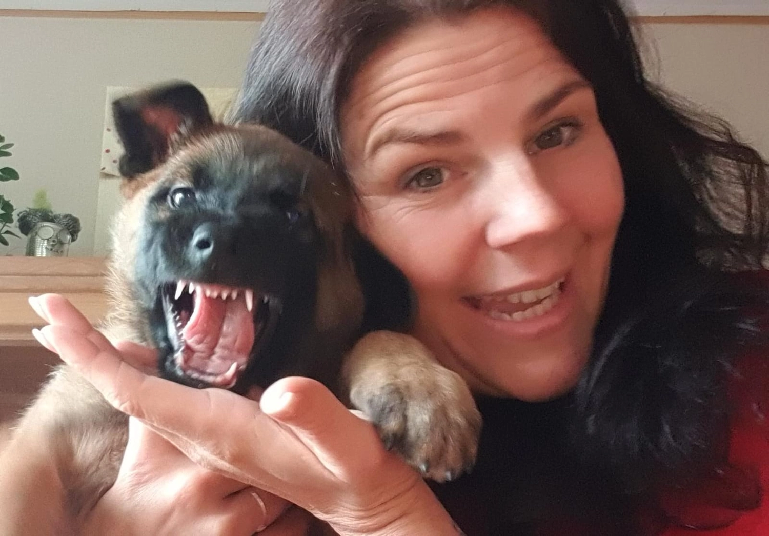 Malinois de la Frisone Liberte - Hundezucht - Welpen