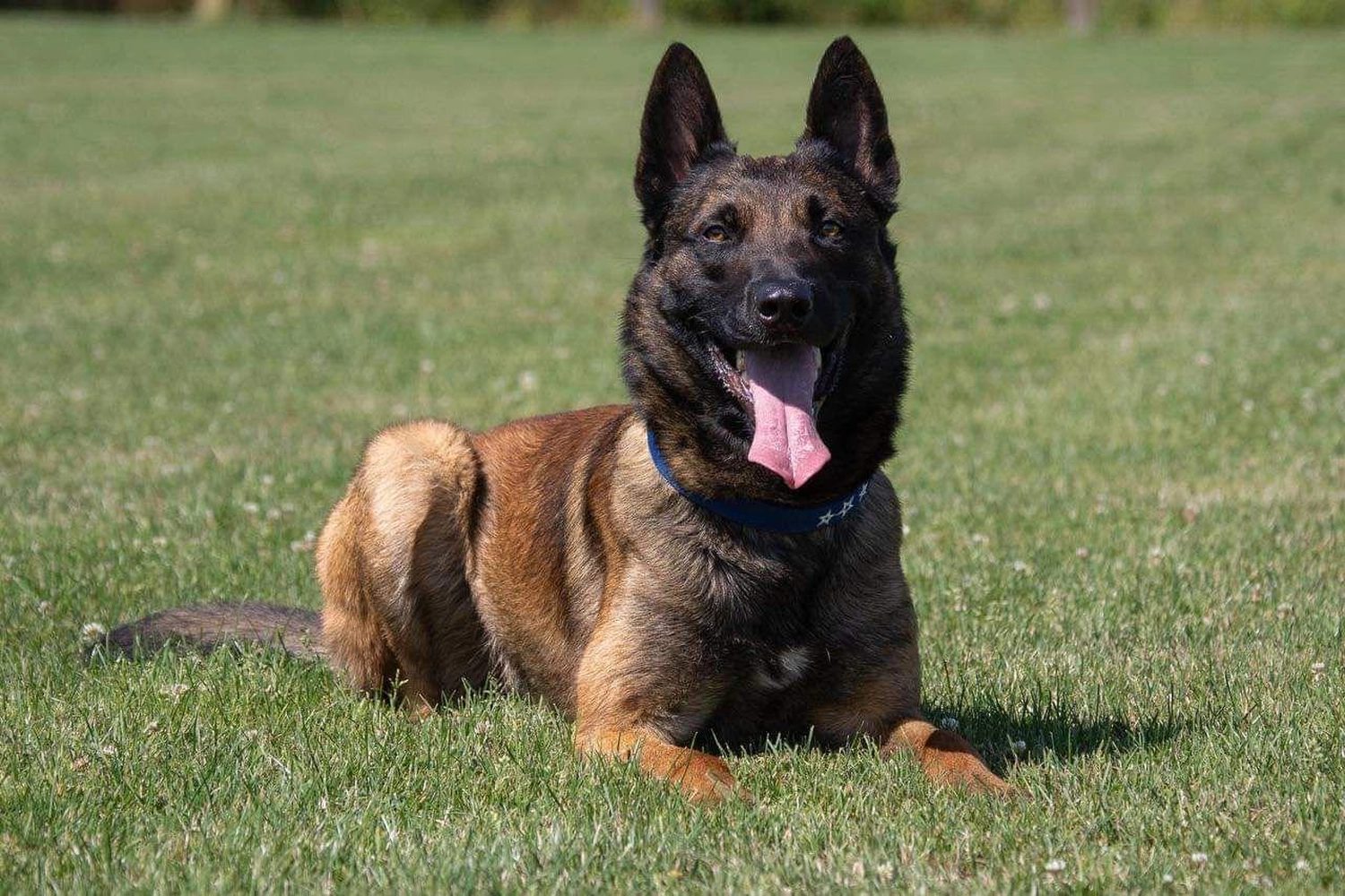 Malinois de la Frisone Liberte - Hundezucht - Taybo van de Berlex-Hoeve