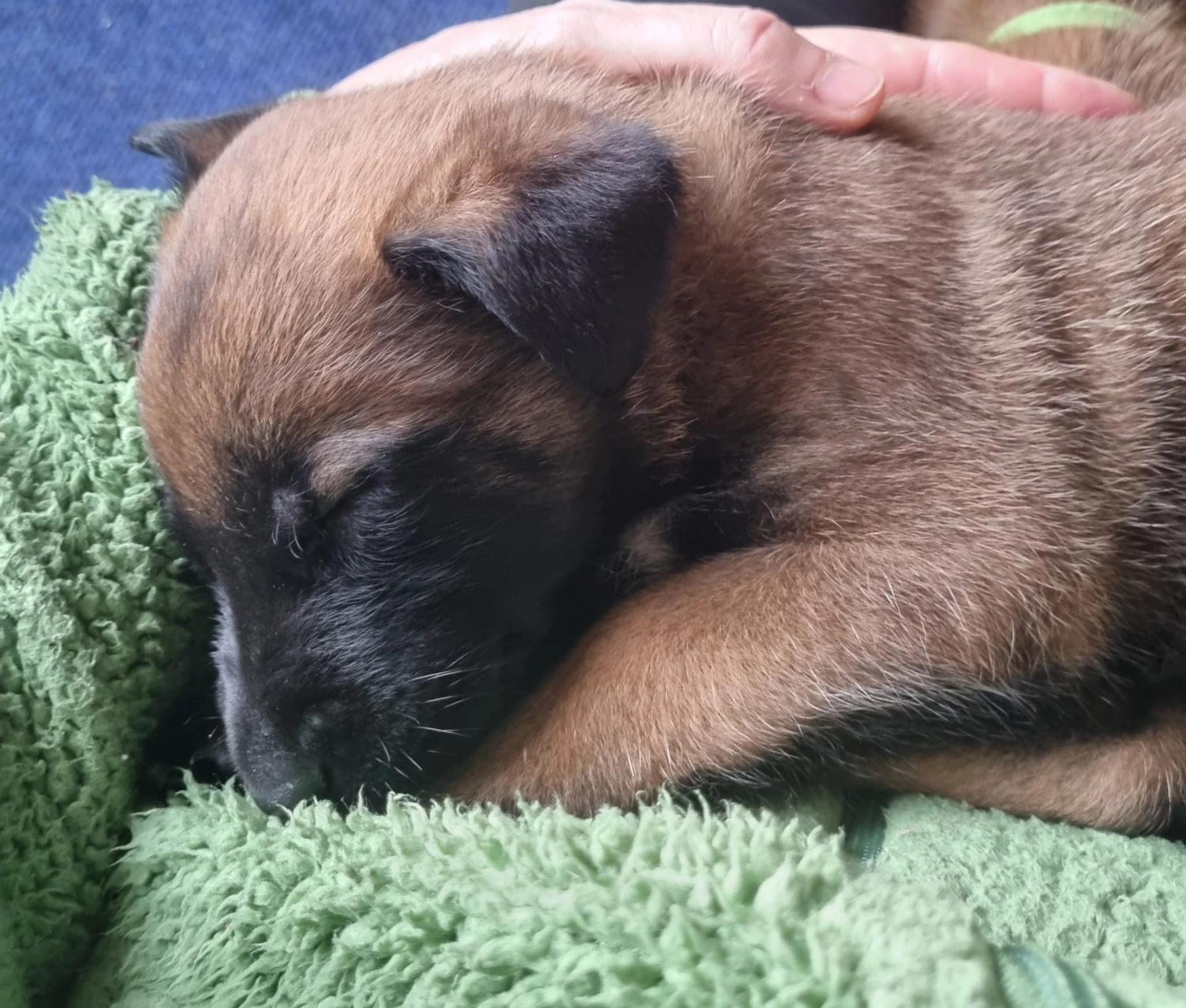 Malinois de la Frisone Liberte - Hundezucht - Welpen