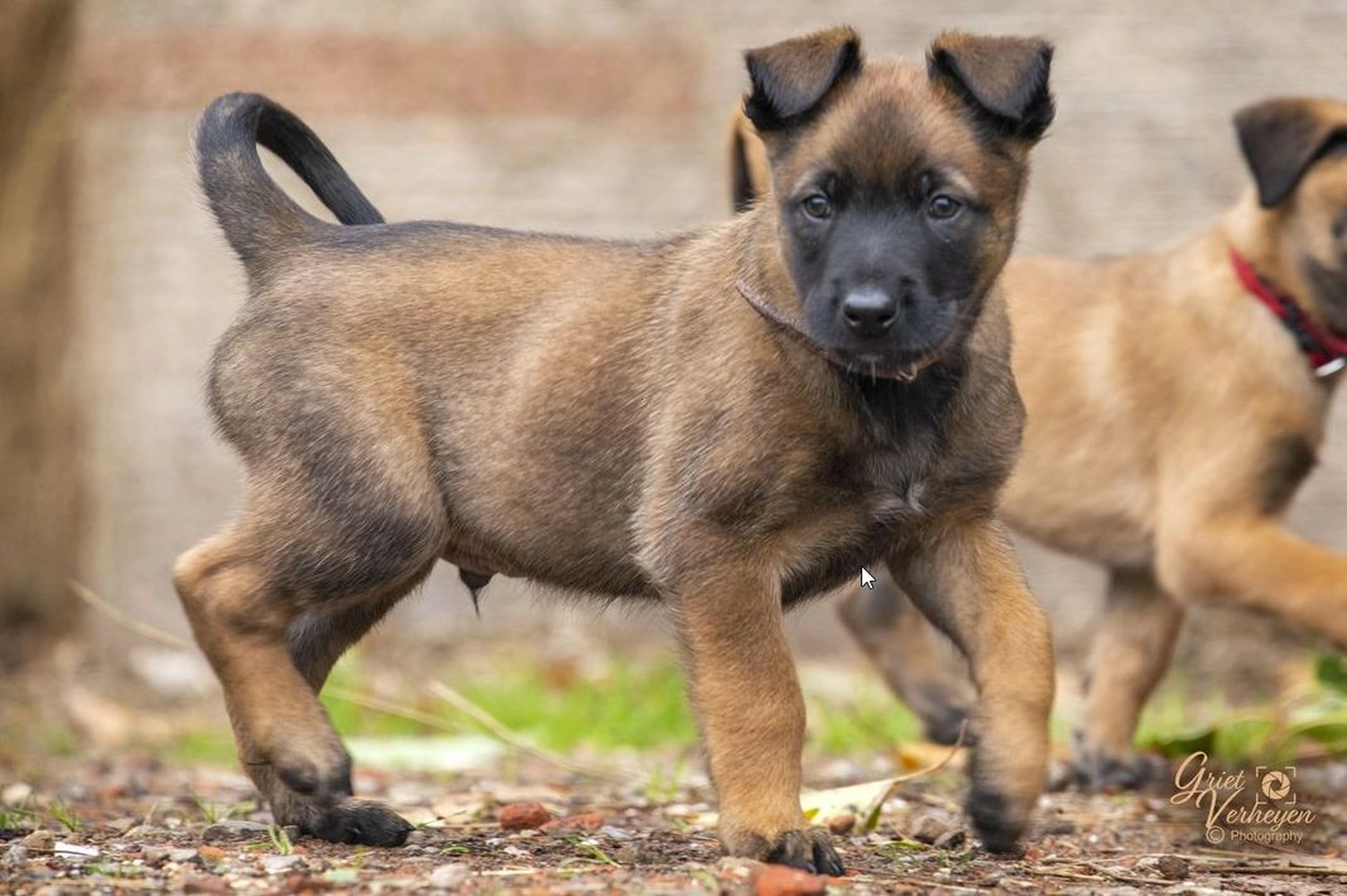 Malinois de la Frisone Liberte - Hundezucht - Hunde