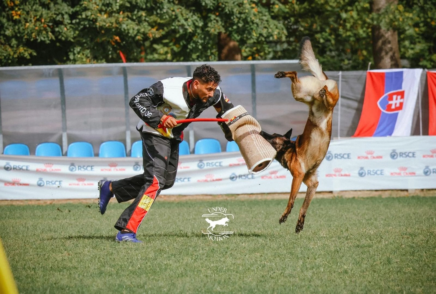 Malinois de la Frisone Liberte - Hundezucht - Hund mit Welpen