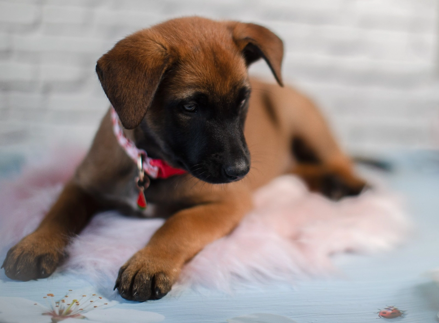 Malinois de la Frisone Liberte - Hundezucht - Welpen