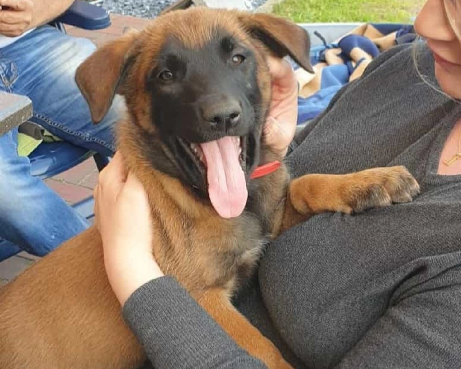 Malinois de la Frisone Liberte - Hundezucht - Welpen