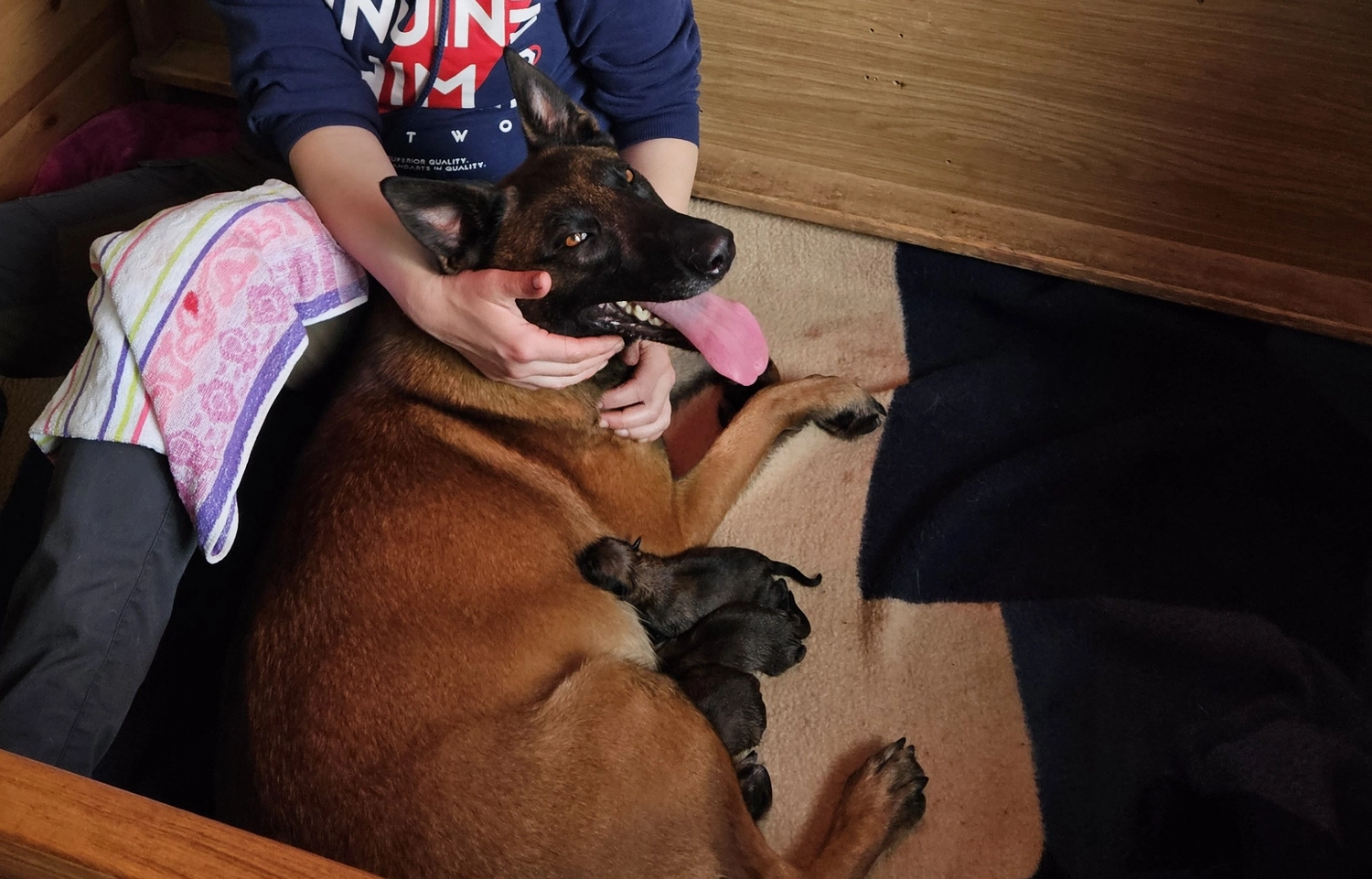 Malinois de la Frisone Liberte - Hundezucht - Welpen