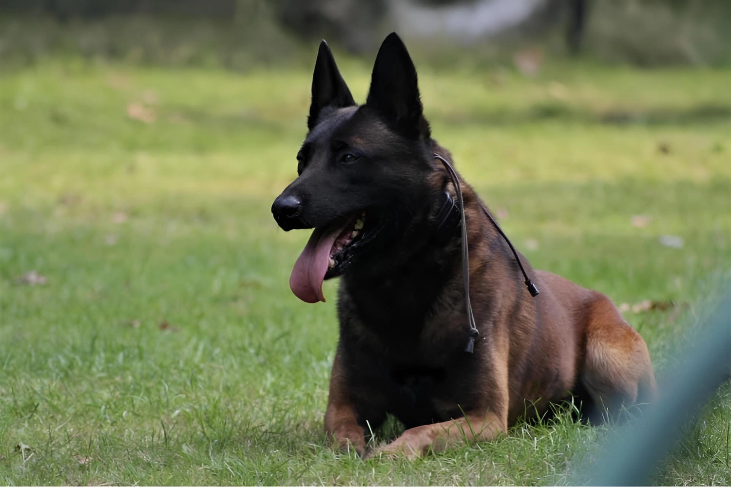 Malinois de la Frisone Liberte - Hundezucht - Qazan LOSH 1257365