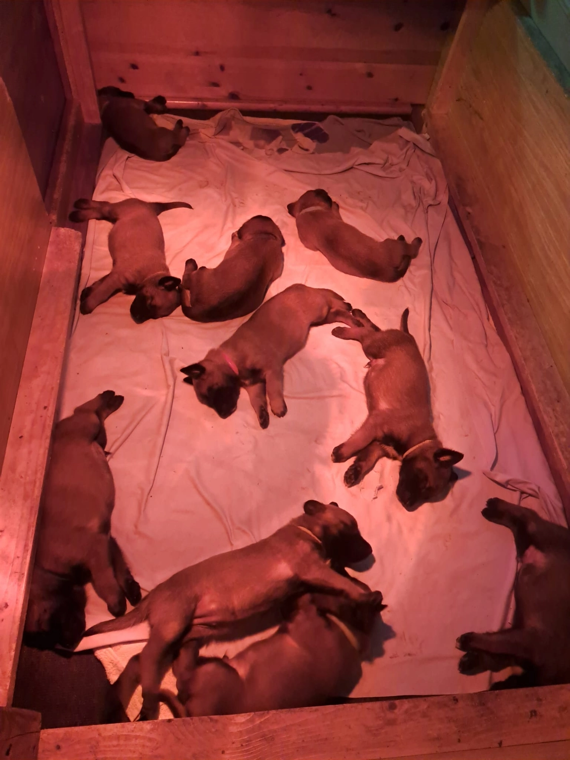 Malinois de la Frisone Liberte - Hundezucht - Welpen