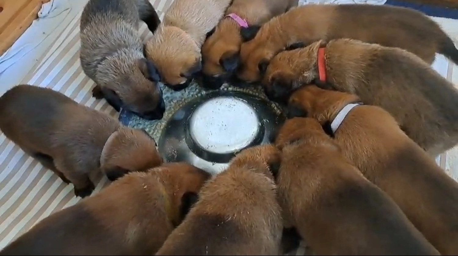 Malinois de la Frisone Liberte - Hundezucht - Welpen