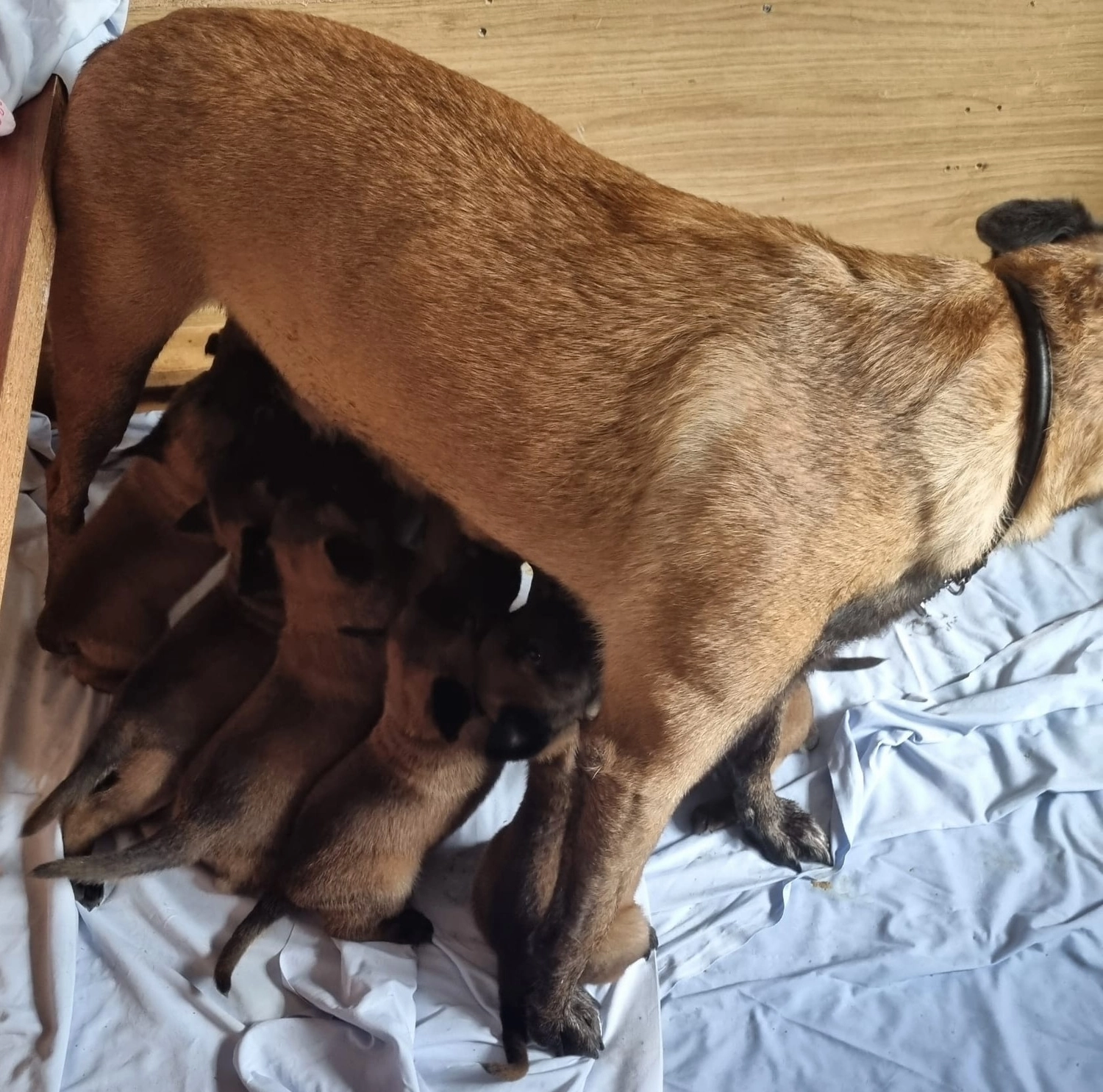 Malinois de la Frisone Liberte - Hundezucht - Welpen