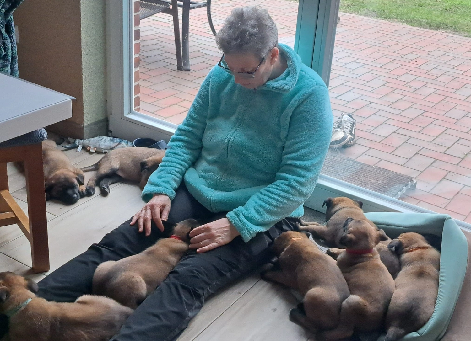 Malinois de la Frisone Liberte - Hundezucht - Welpen