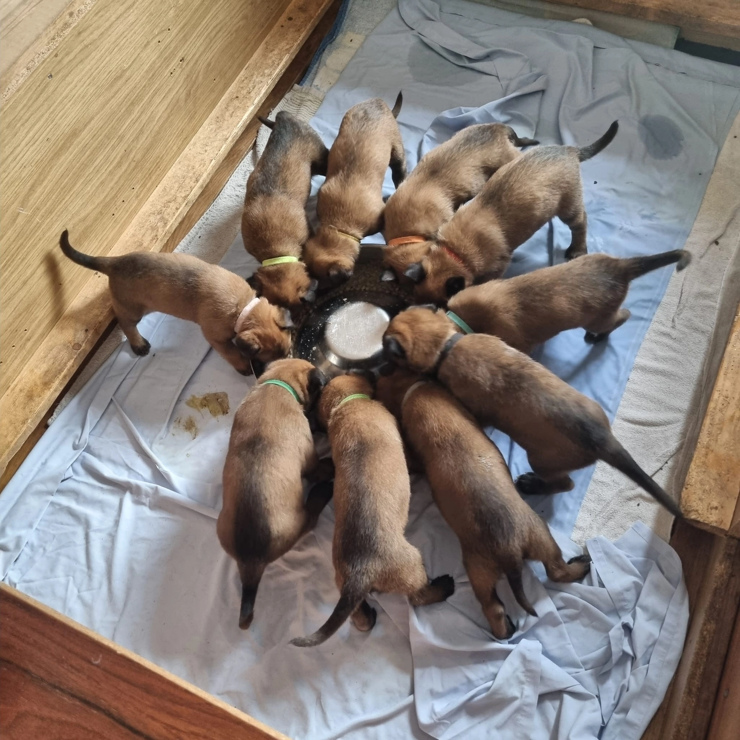 Malinois de la Frisone Liberte - Hundezucht - Welpen