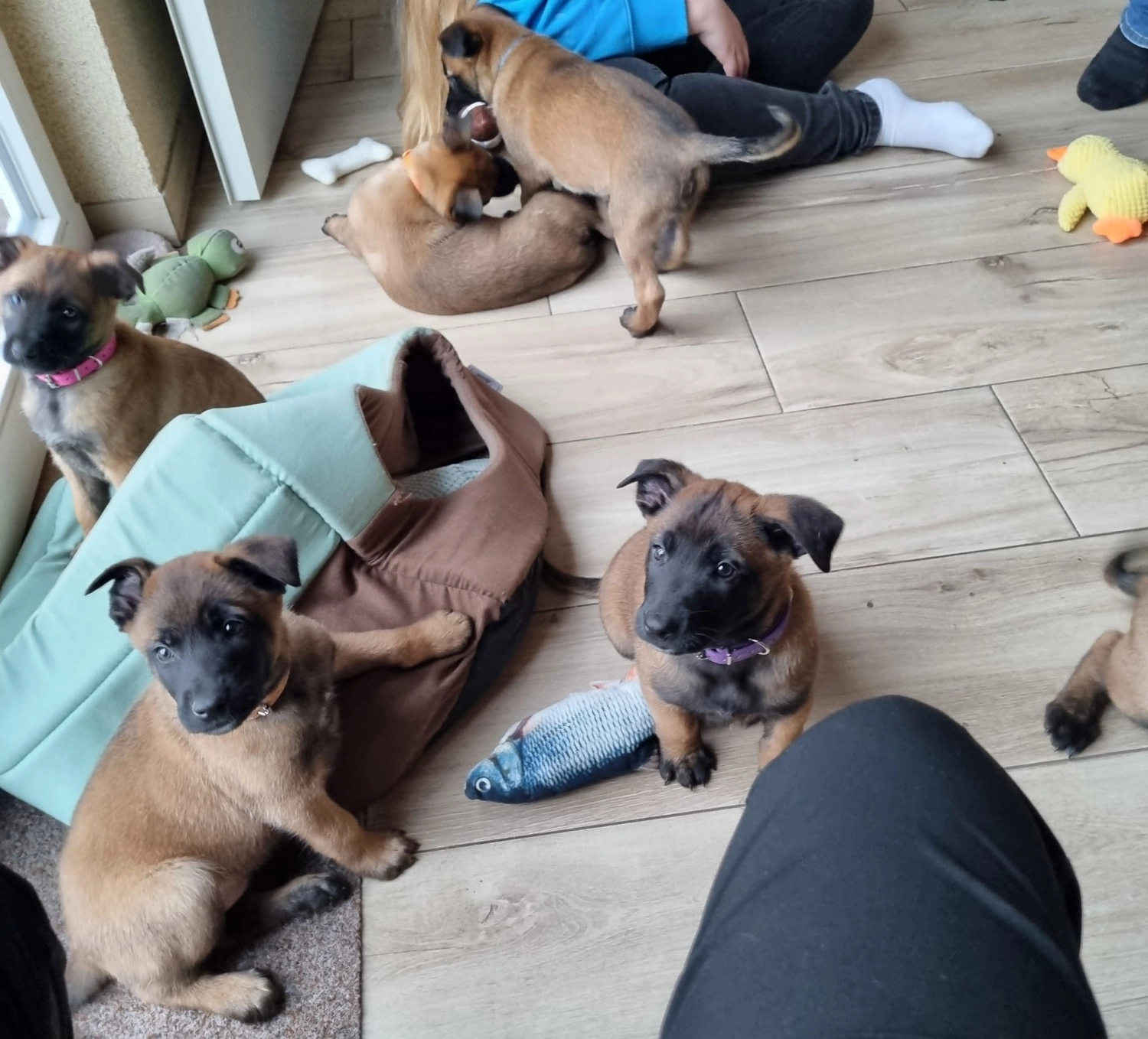 Malinois de la Frisone Liberte - Hundezucht - Welpen