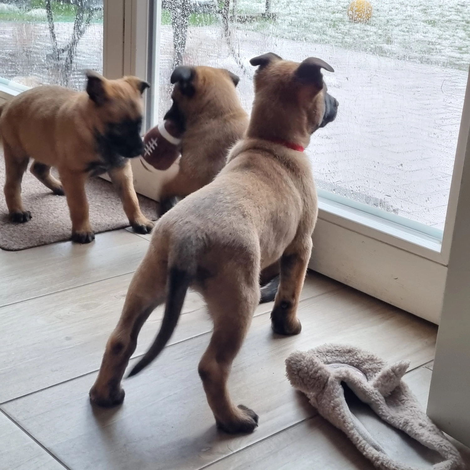 Malinois de la Frisone Liberte - Hundezucht - Welpen