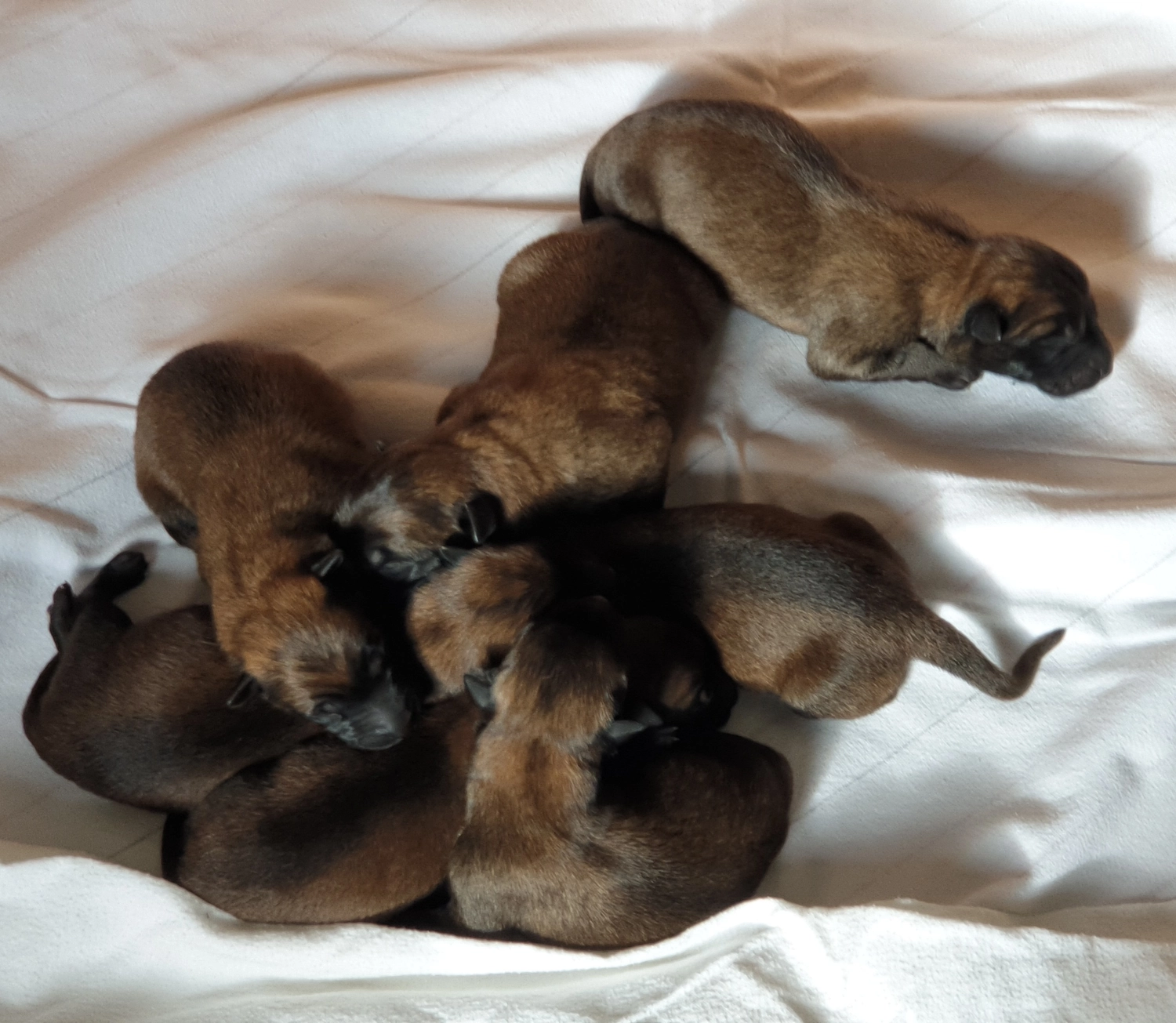 Malinois de la Frisone Liberte - Hundezucht - Welpen