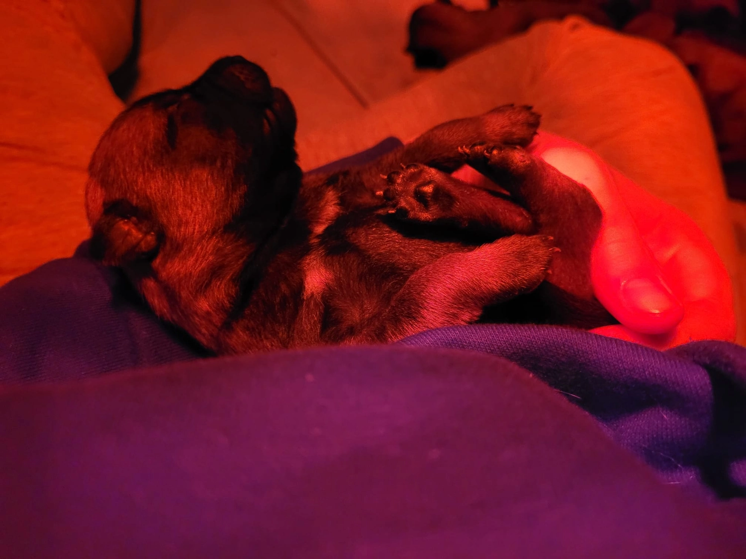 Malinois de la Frisone Liberte - Hundezucht - Welpen