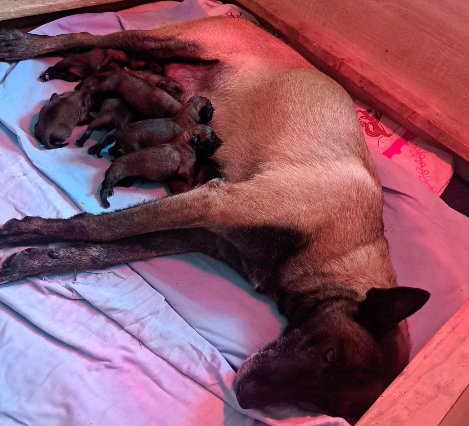 Malinois de la Frisone Liberte - Hundezucht - Welpen