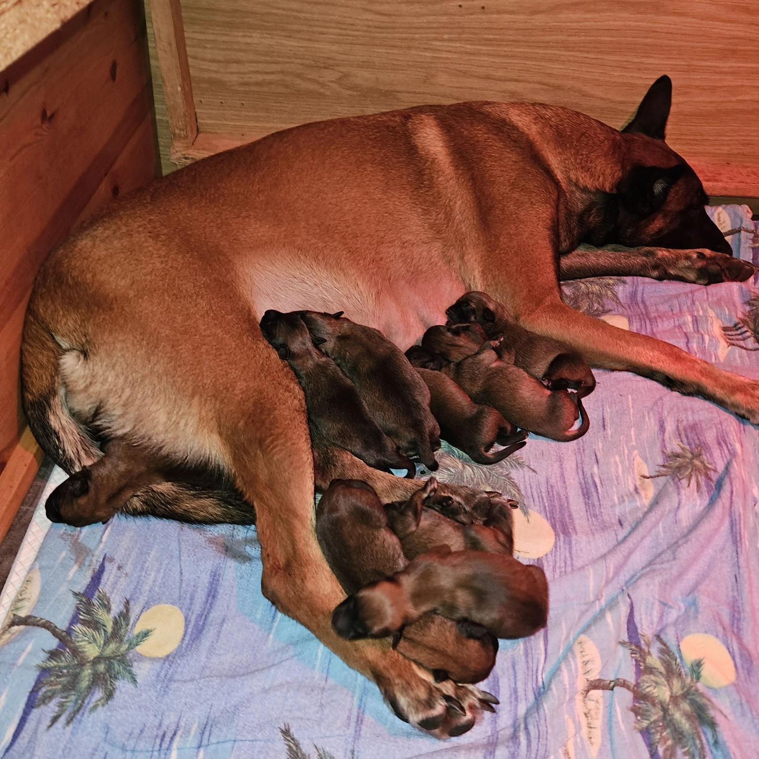 Malinois de la Frisone Liberte - Hundezucht - Welpen