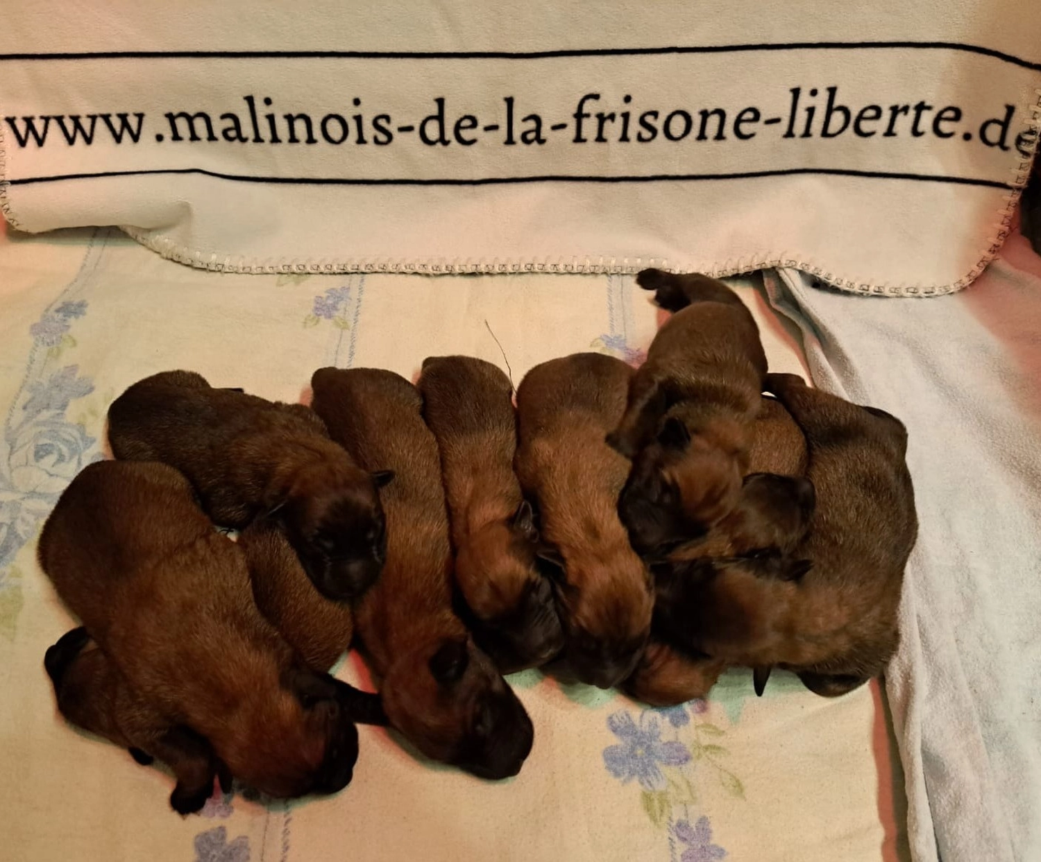 Malinois de la Frisone Liberte - Hundezucht - Welpen
